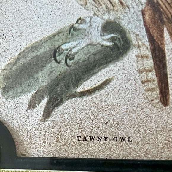 Vintage Gold Framed Owl Art for Bird Lovers - Picture 5 of 10